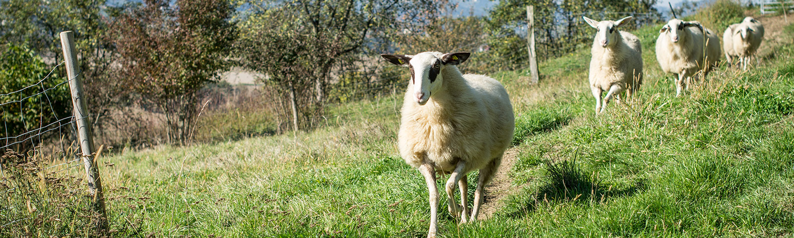 Schafe auf der Wiese